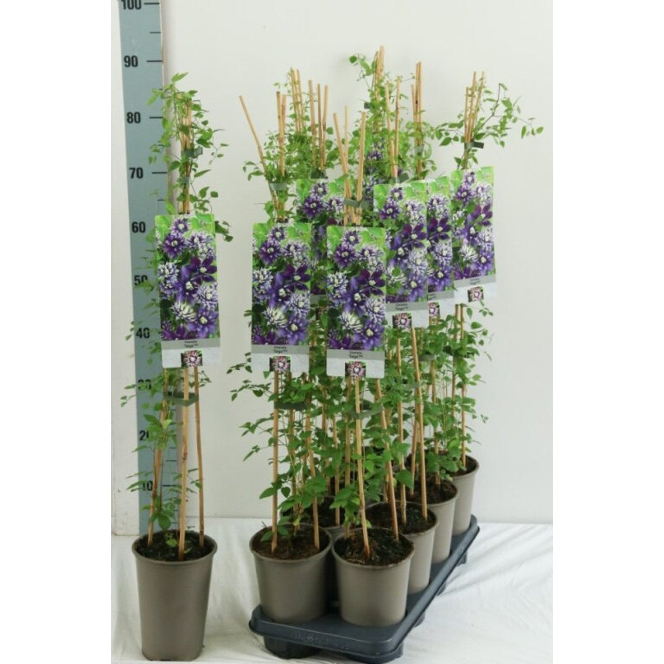 Klematis – Clematis 'Taiga' - C2 60-80 CM Stick